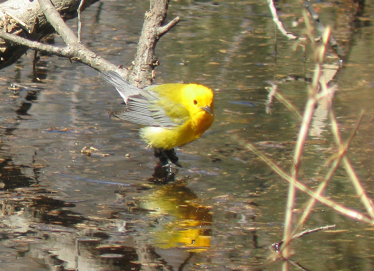 Prothonotary Warbler - ML423365581