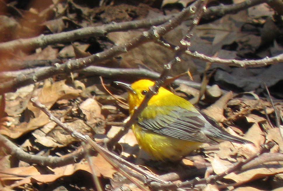 Prothonotary Warbler - ML423365591