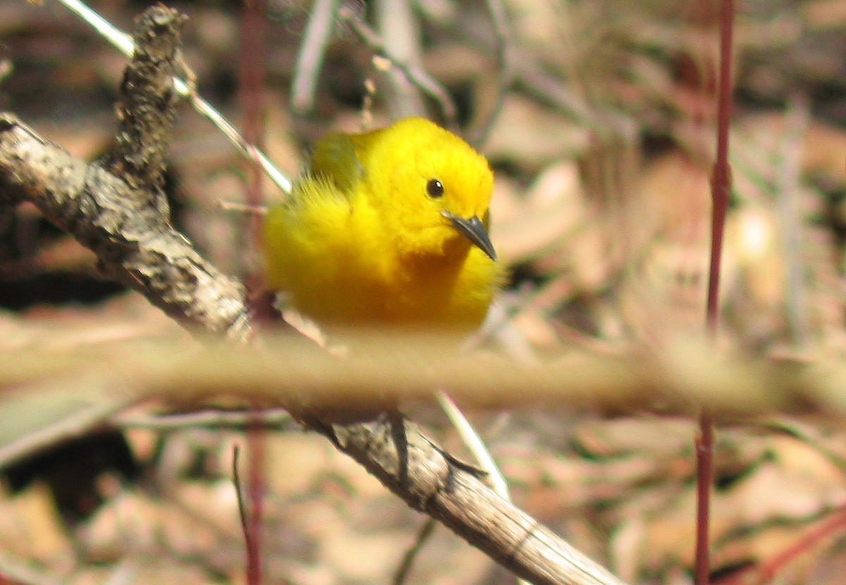 Prothonotary Warbler - ML423365631