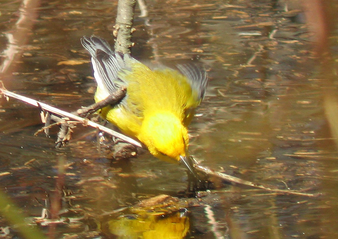 Prothonotary Warbler - ML423365641