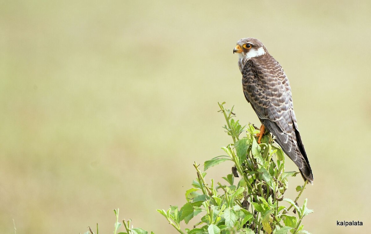 Amur Falcon - Venugopalan R