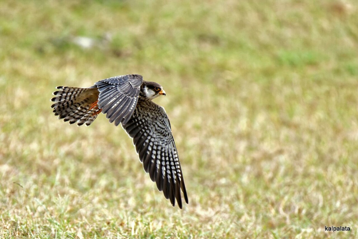 Amur Falcon - ML42336651