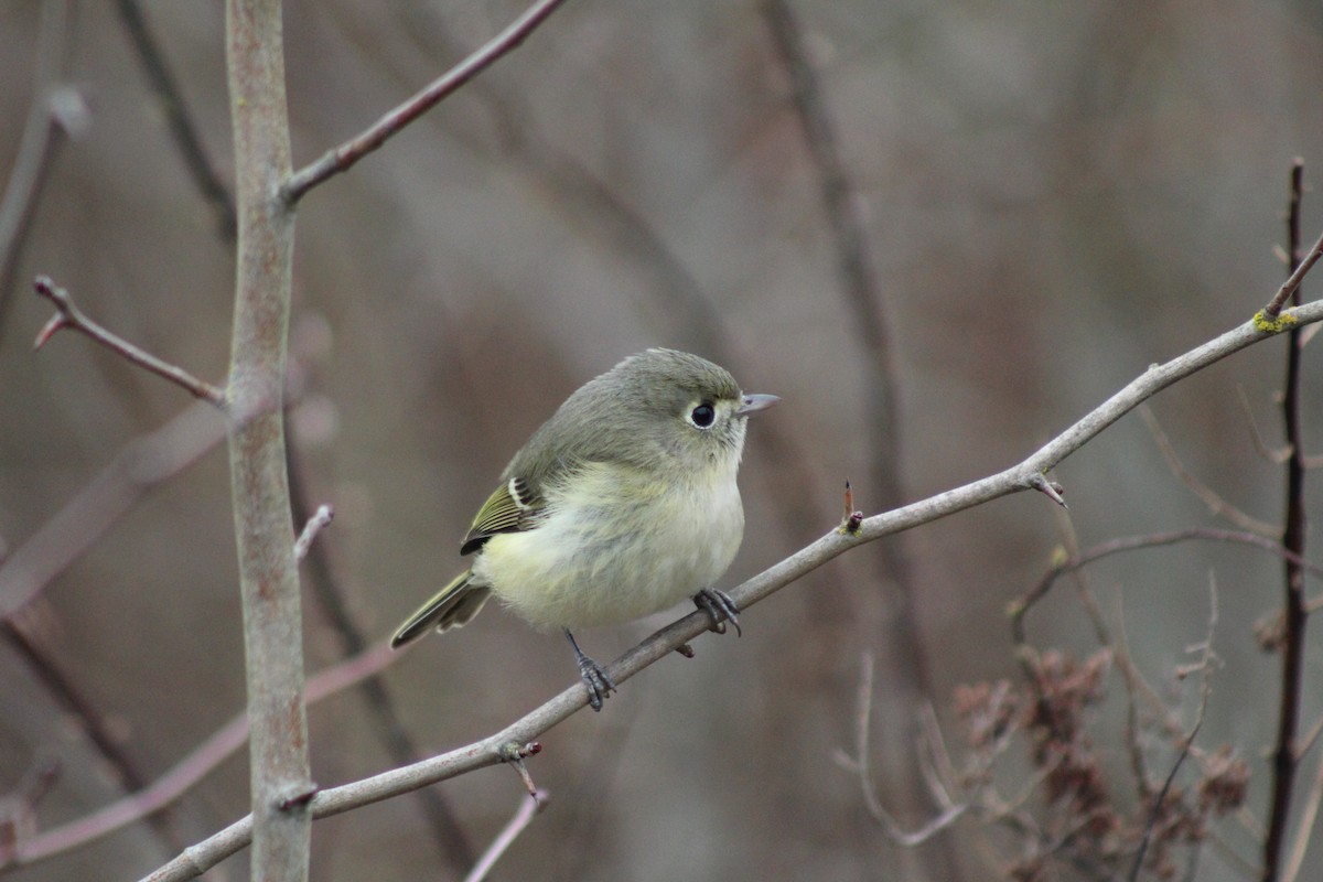 Hutton's Vireo - ML423368121