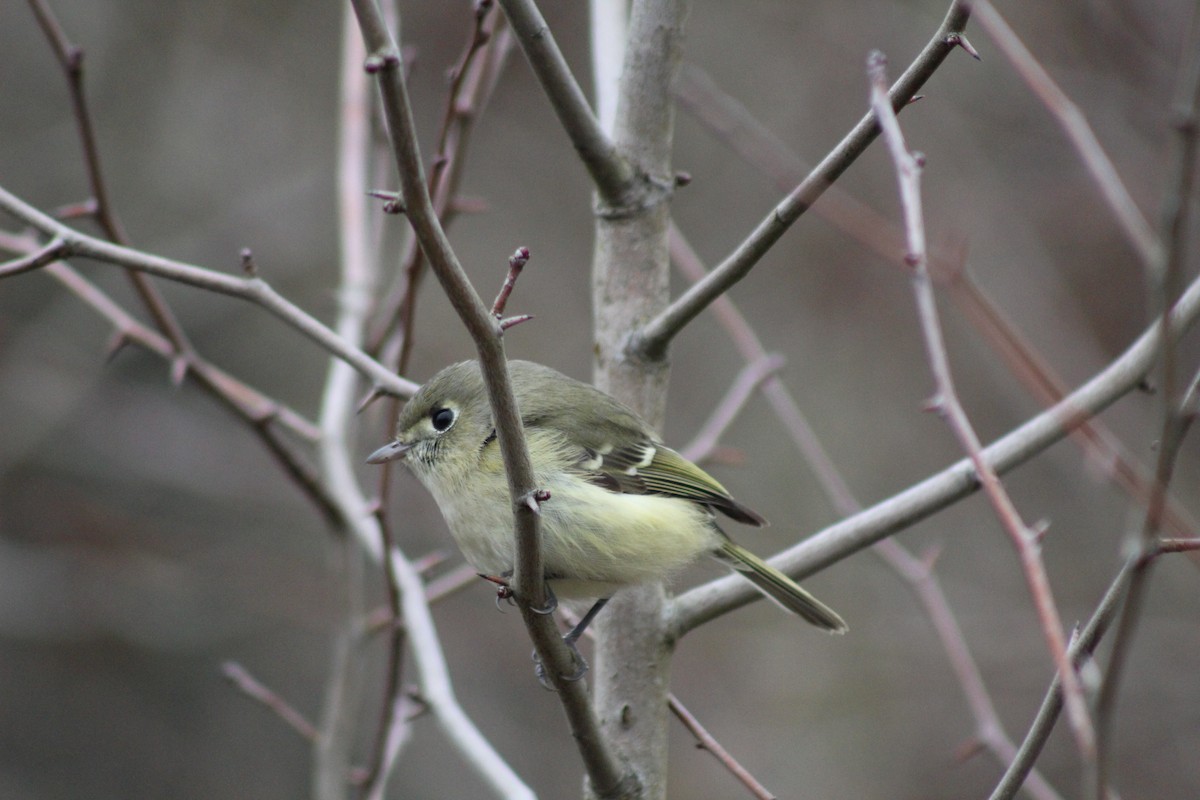 Hutton's Vireo - ML423368131