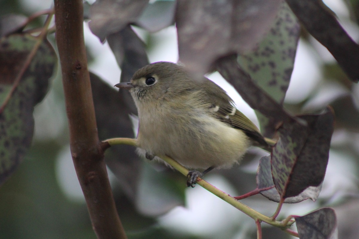 Hutton's Vireo - ML423368141