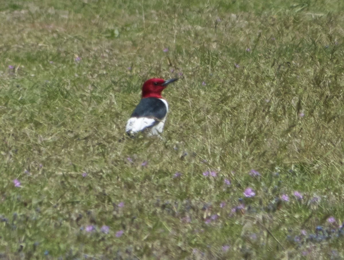 Red-headed Woodpecker - ML423369281