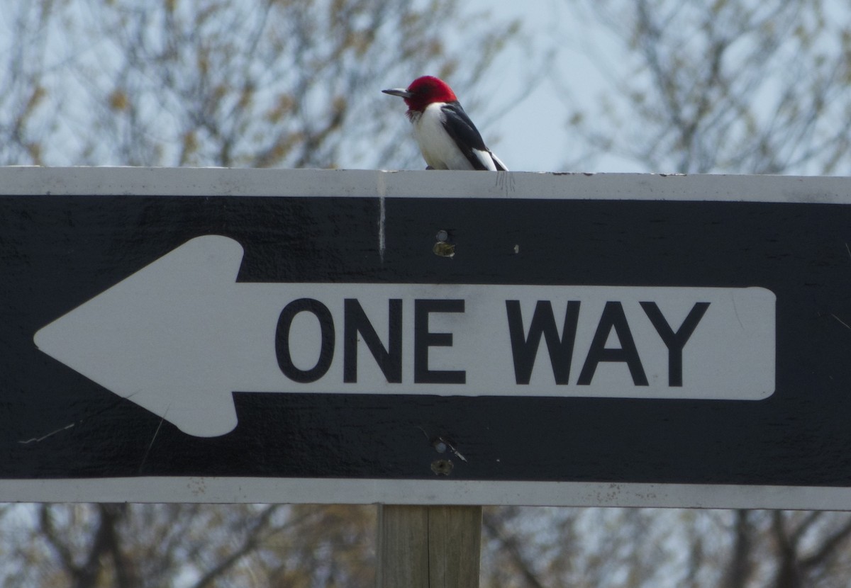 Red-headed Woodpecker - ML423369301