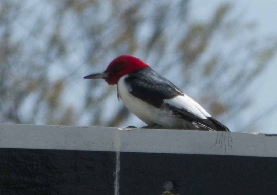 Red-headed Woodpecker - ML423369311