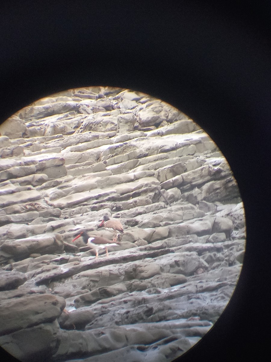 American Oystercatcher - ML423369371