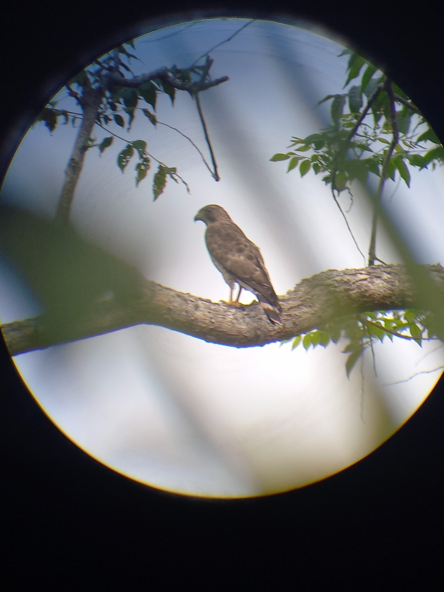 Broad-winged Hawk - ML423372771