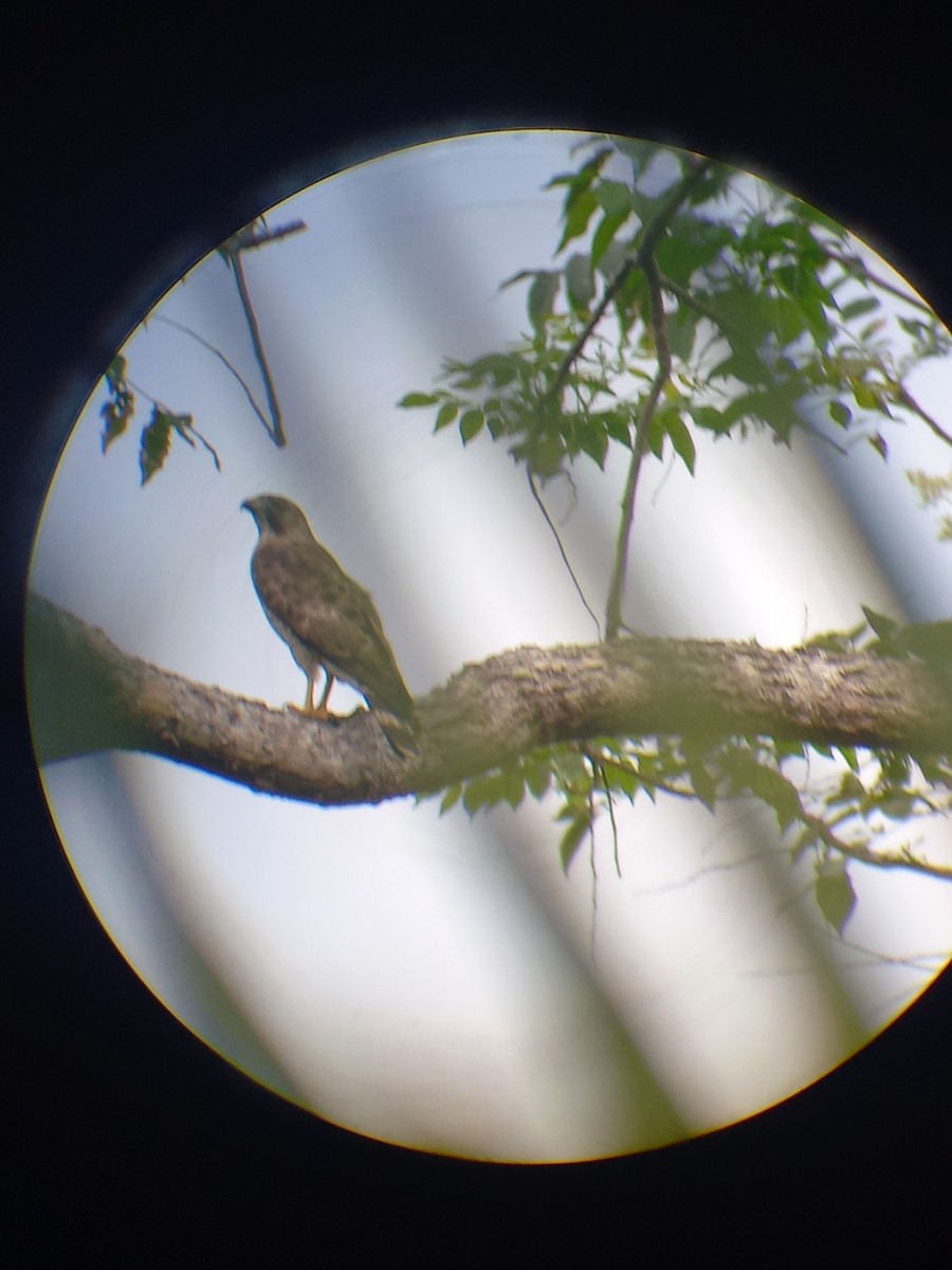 Broad-winged Hawk - ML423372811