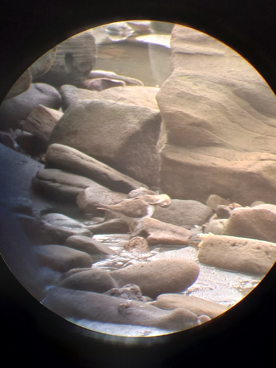 Spotted Sandpiper - Ricardo Brenes