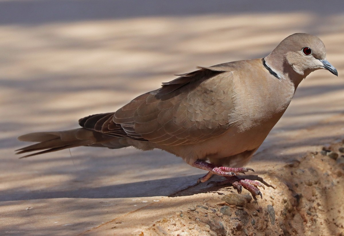 Eurasian Collared-Dove - Catherine Jacobs