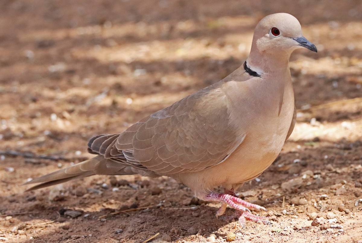 Eurasian Collared-Dove - Catherine Jacobs