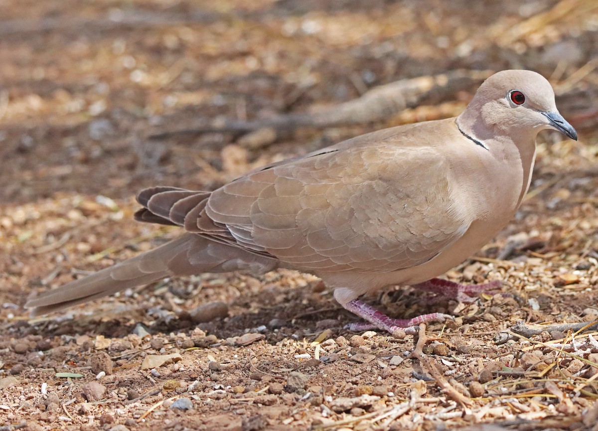 Eurasian Collared-Dove - Catherine Jacobs