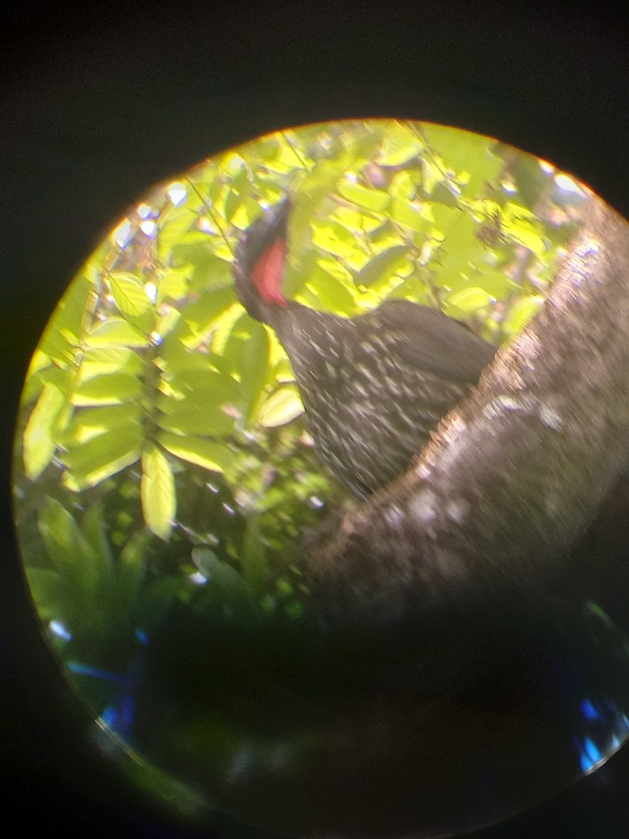 Crested Guan - Ricardo Brenes