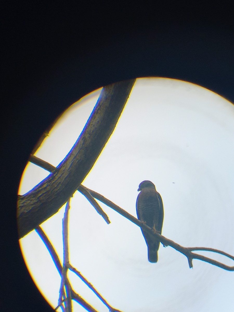 Broad-winged Hawk - Ricardo Brenes