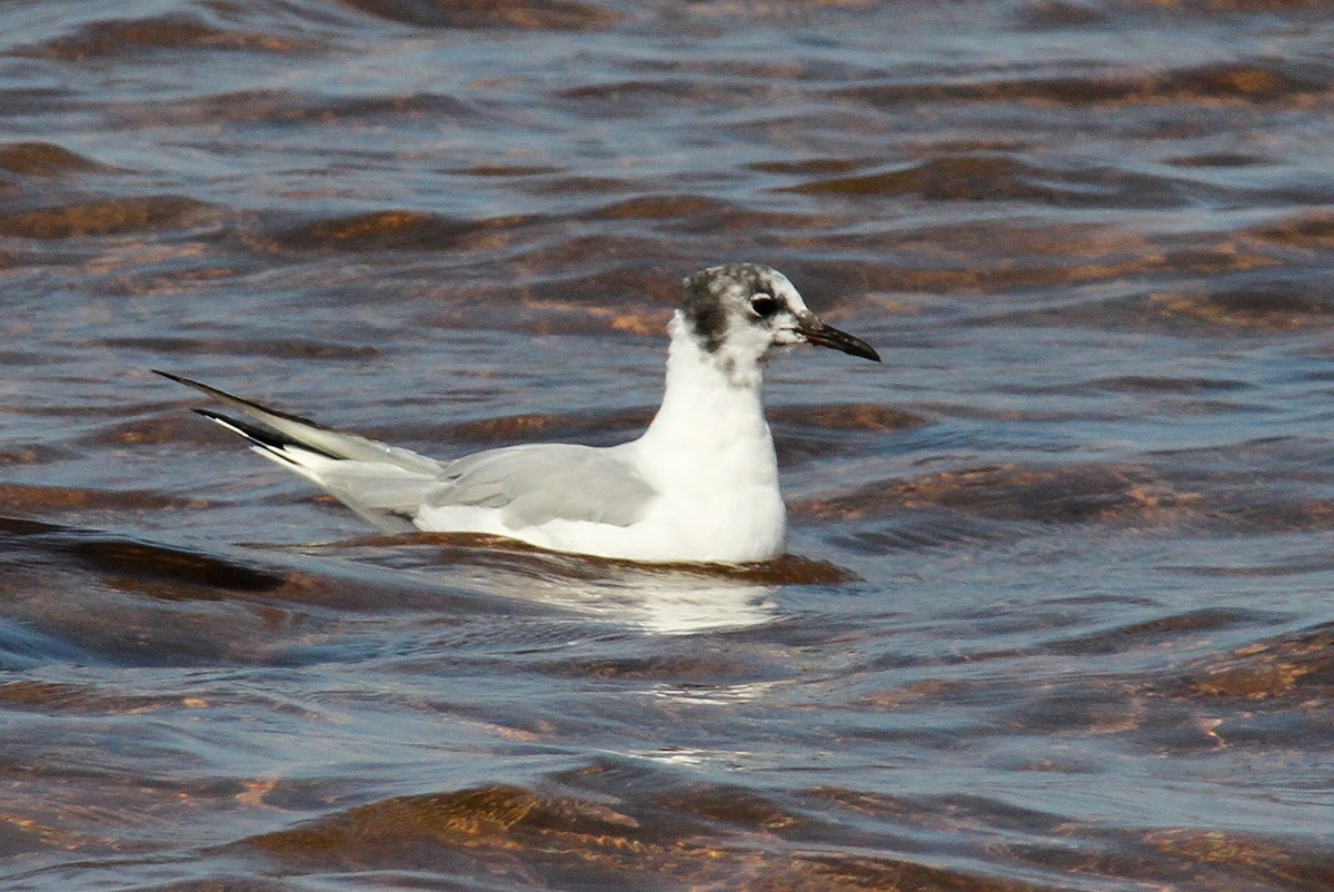 Mouette de Bonaparte - ML423375021