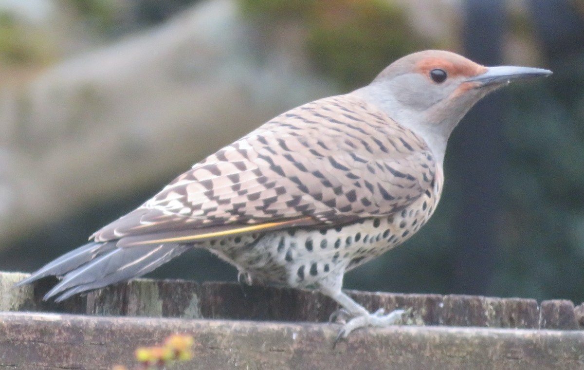 Northern Flicker (Yellow-shafted x Red-shafted) - ML423376591