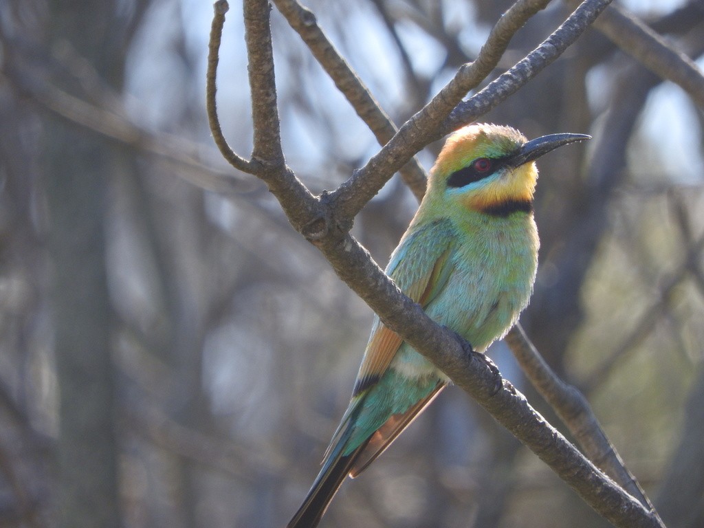 Rainbow Bee-eater - ML42337721