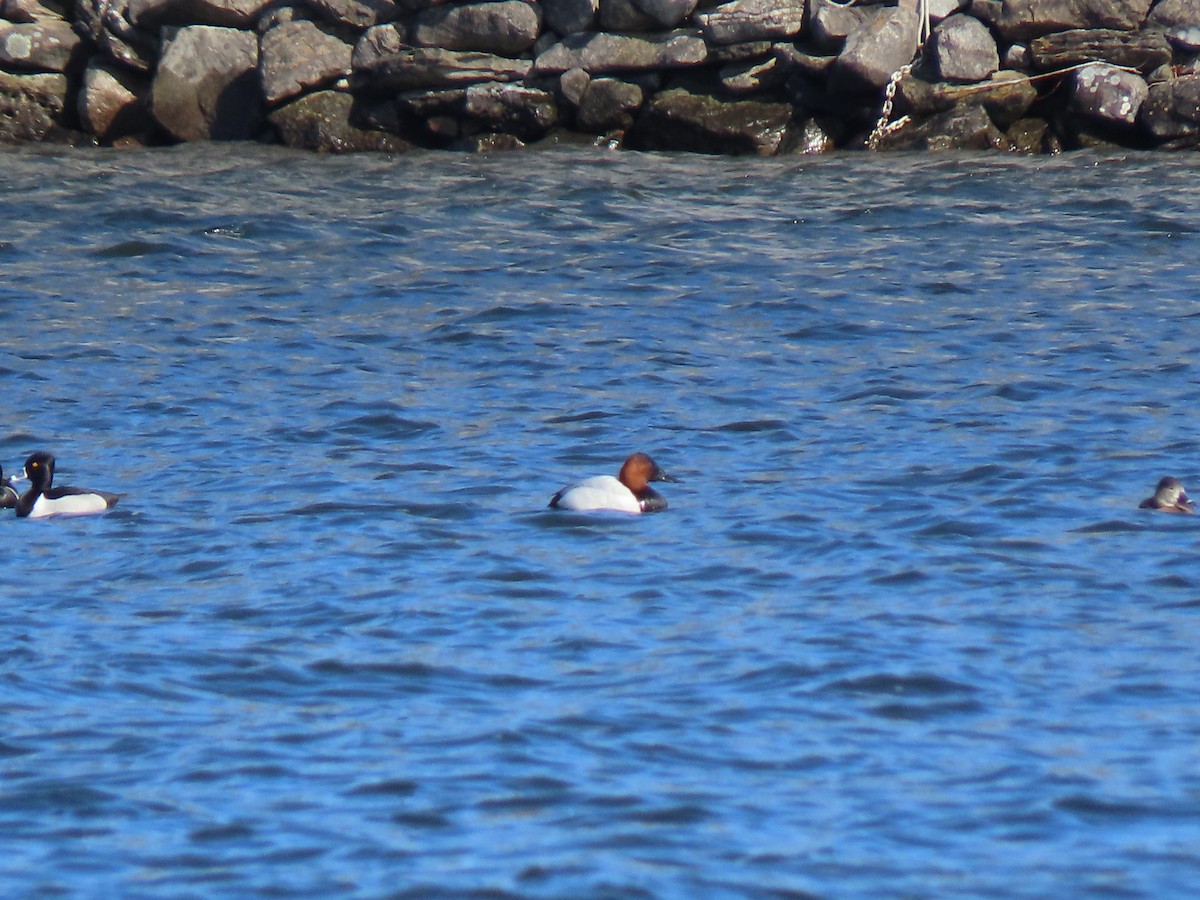 Canvasback - Alan Boyd