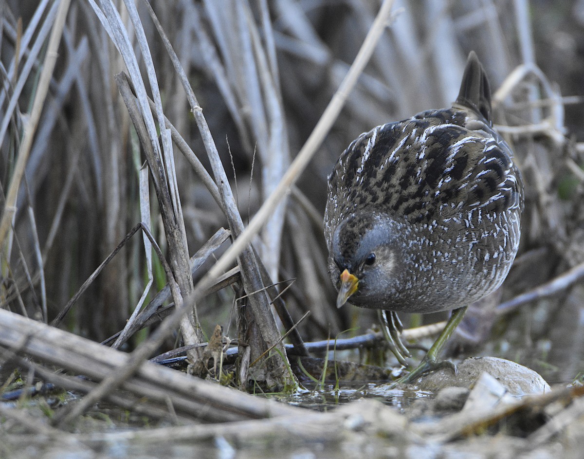 Spotted Crake - Aitor Mora Solano