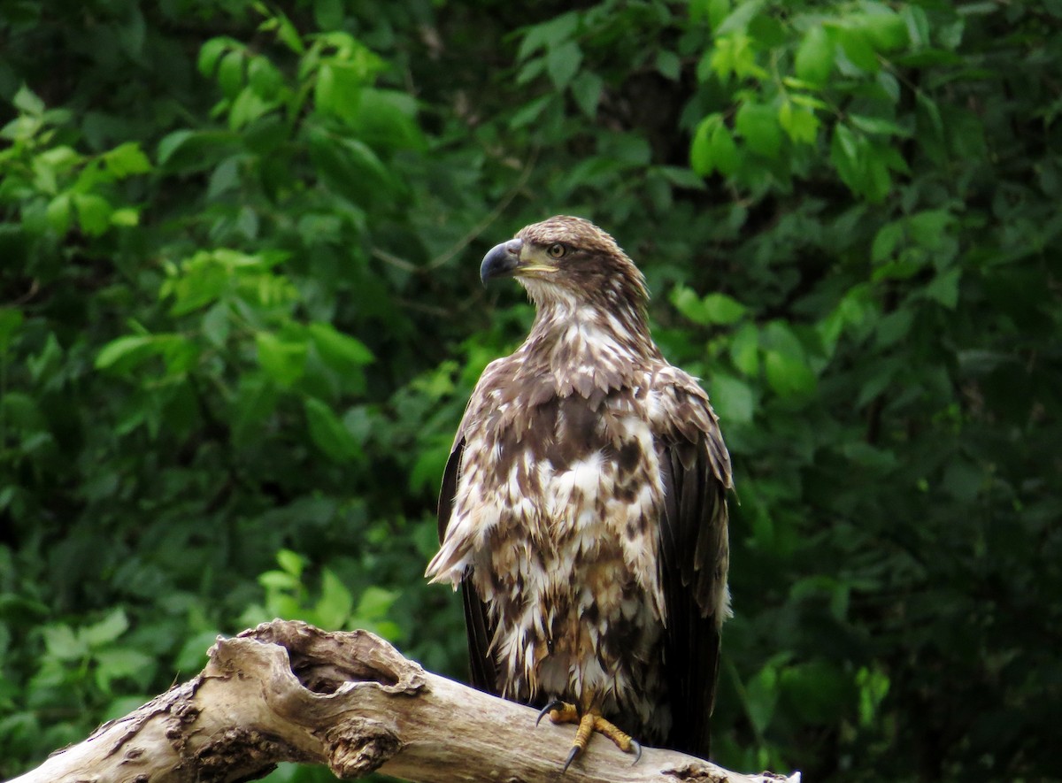 Bald Eagle - ML42337891