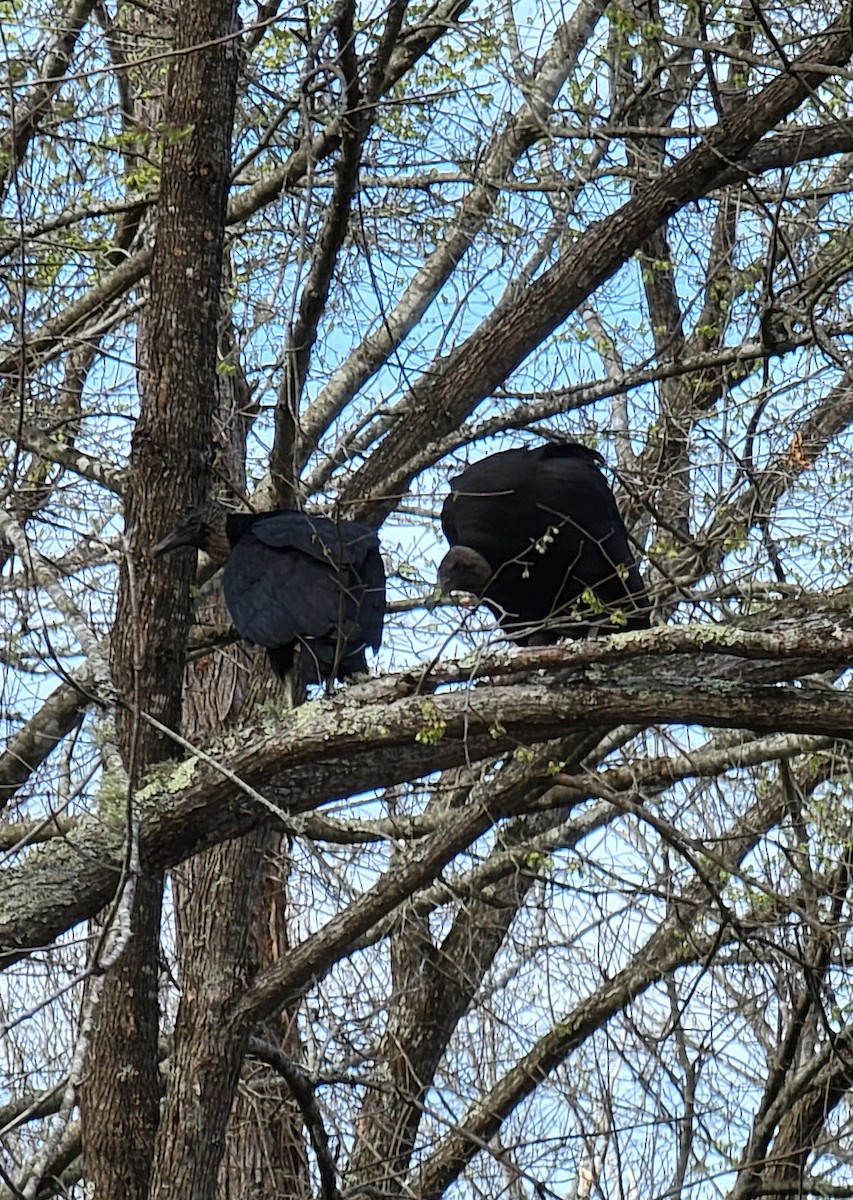 Black Vulture - ML423379211