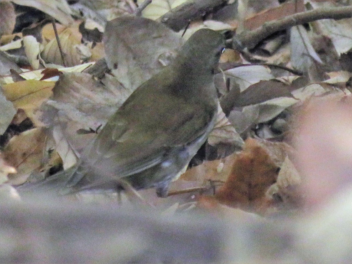 Pale Thrush - ML42338021