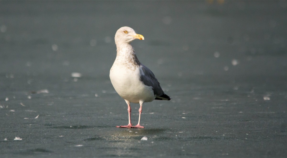 Herring Gull - ML423380601