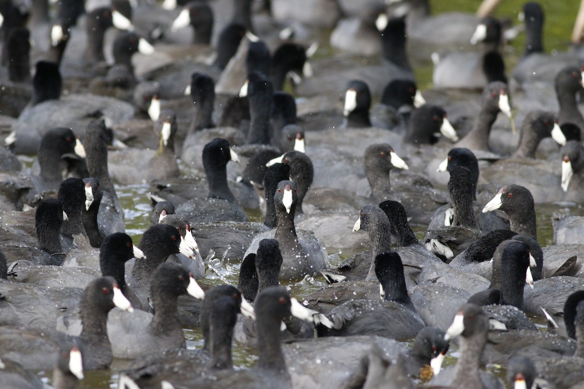 American Coot (Red-shielded) - miriam avello