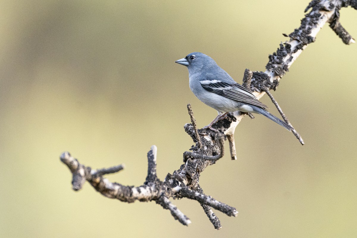 Gran Canaria Blue Chaffinch - ML423382721