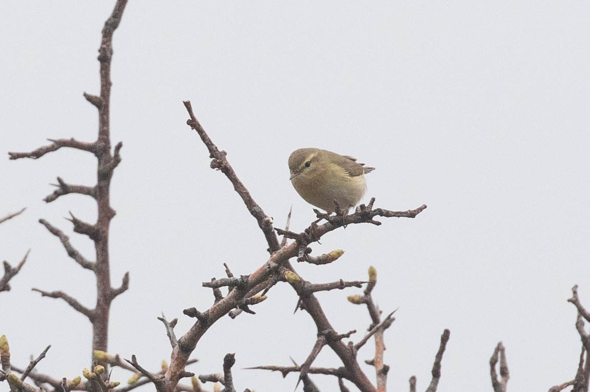 Common Chiffchaff - ML423382901