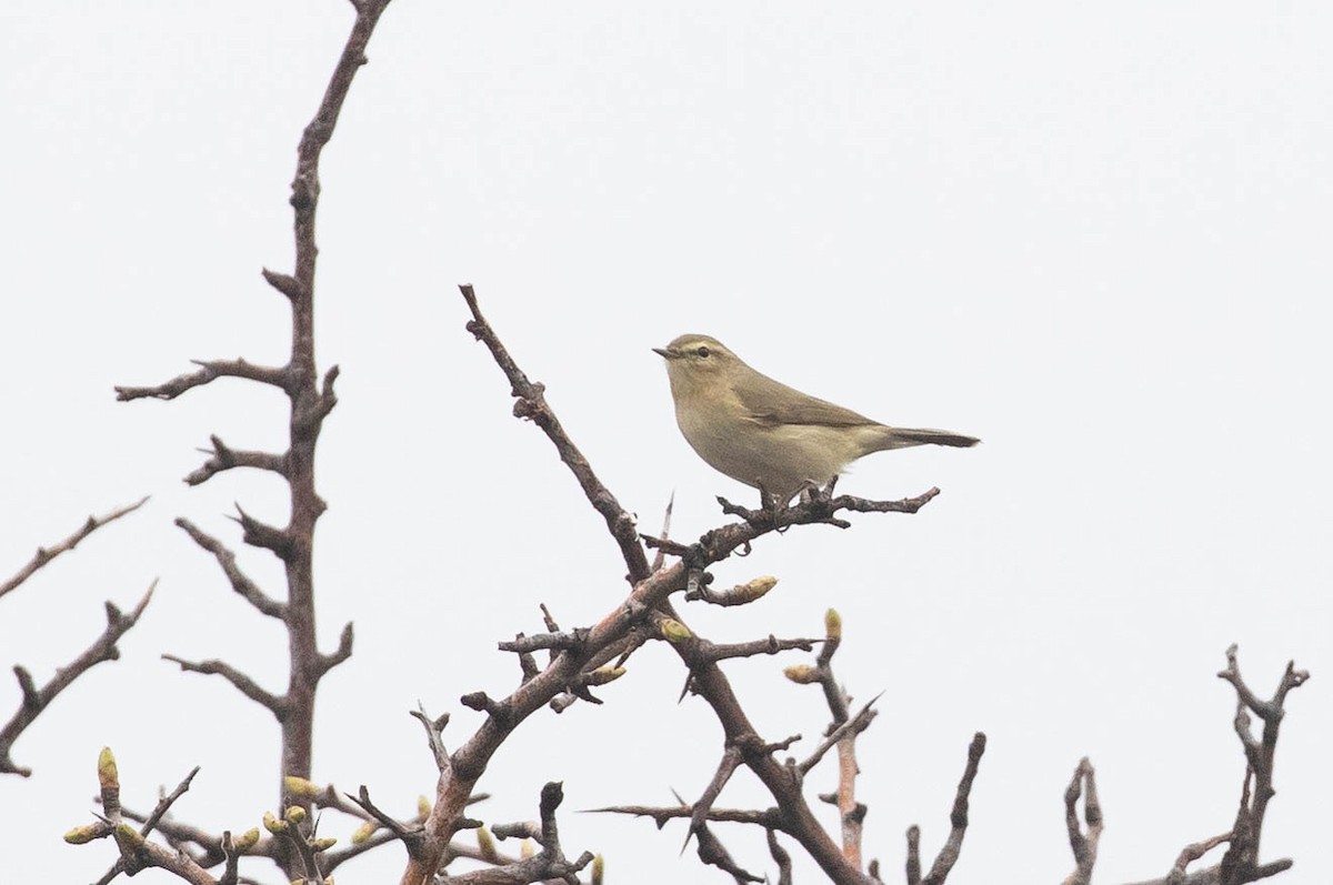 Common Chiffchaff - ML423382921