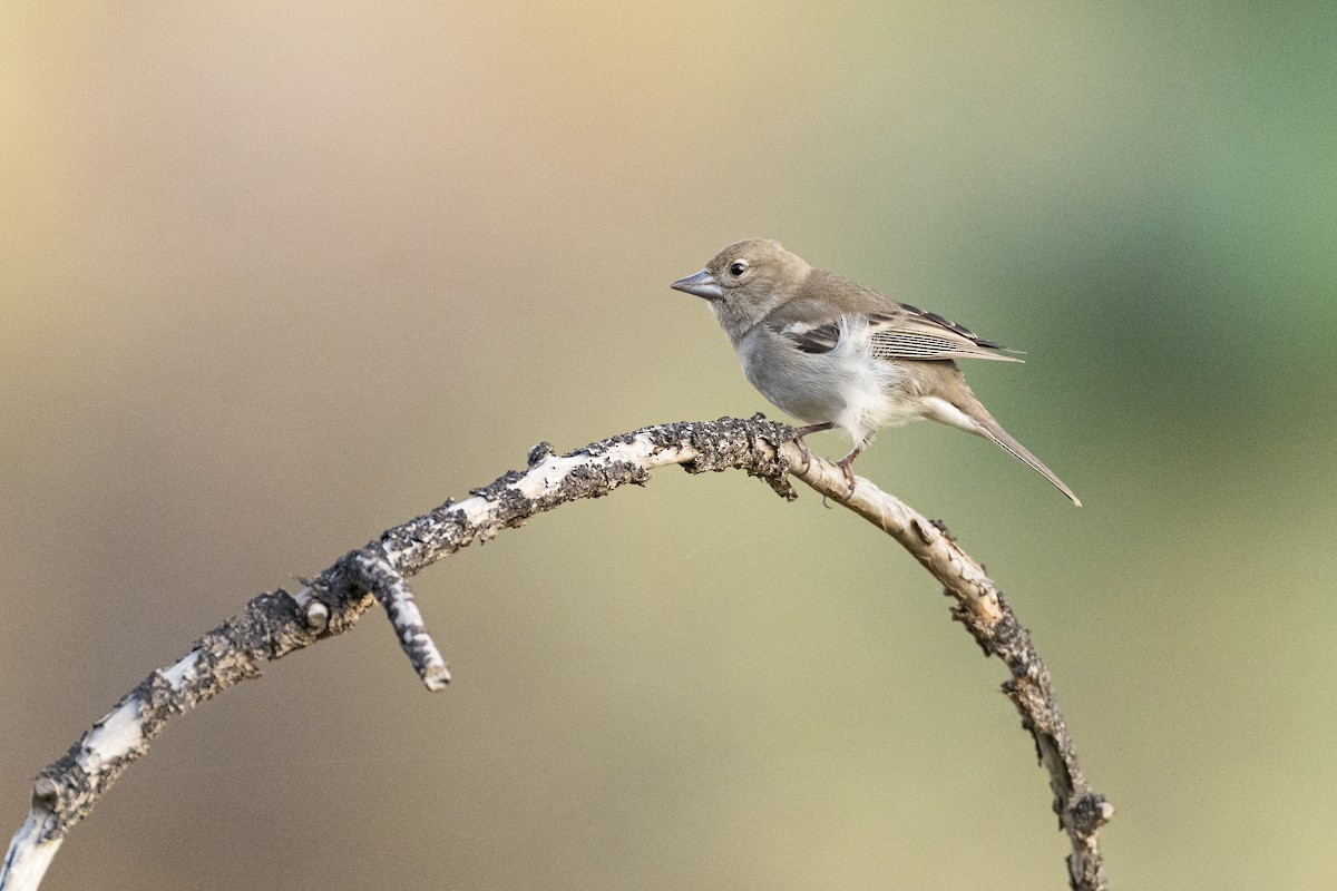 Gran Canaria Blue Chaffinch - ML423383671