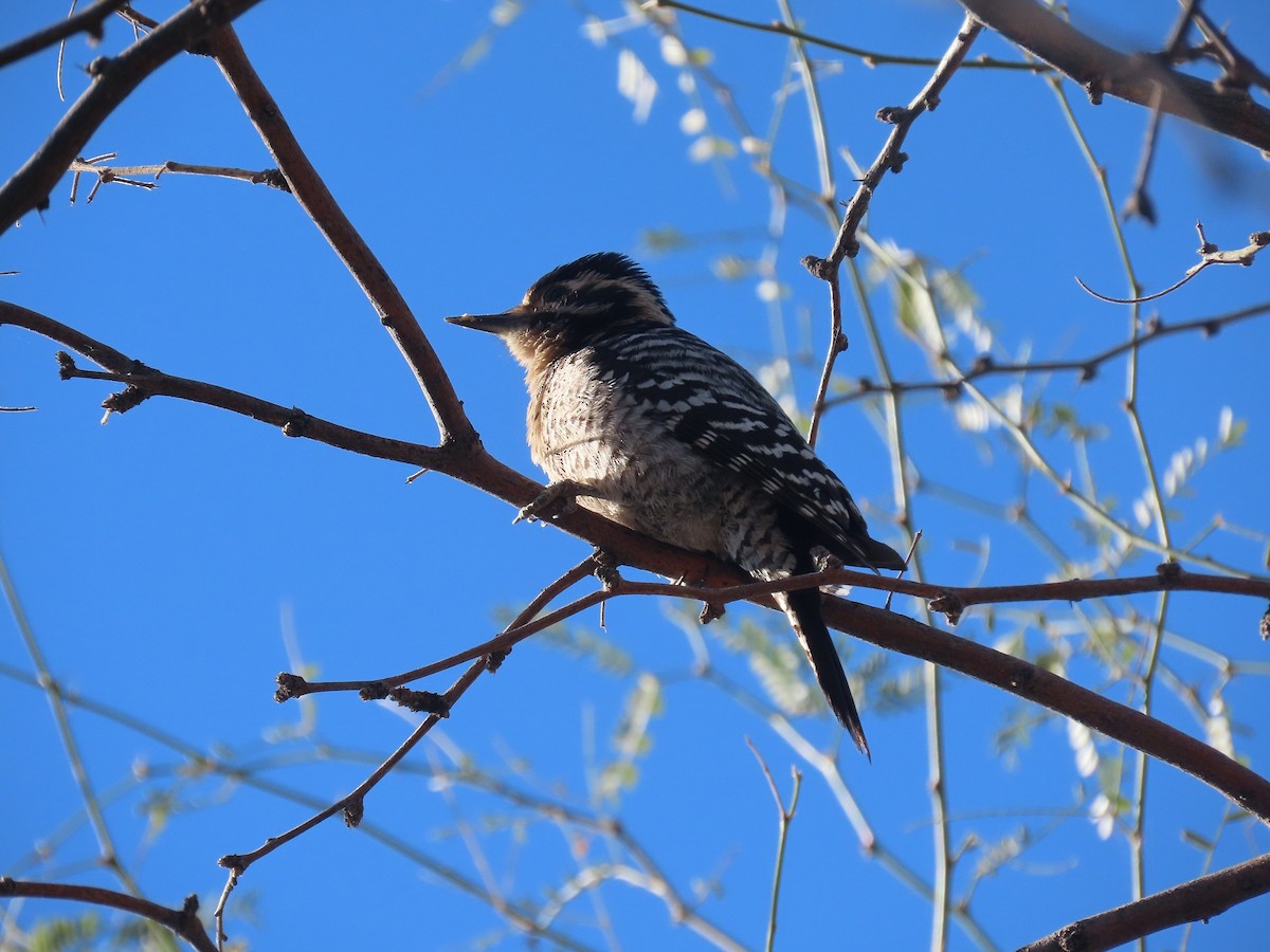 Ladder-backed Woodpecker - Anne (Webster) Leight