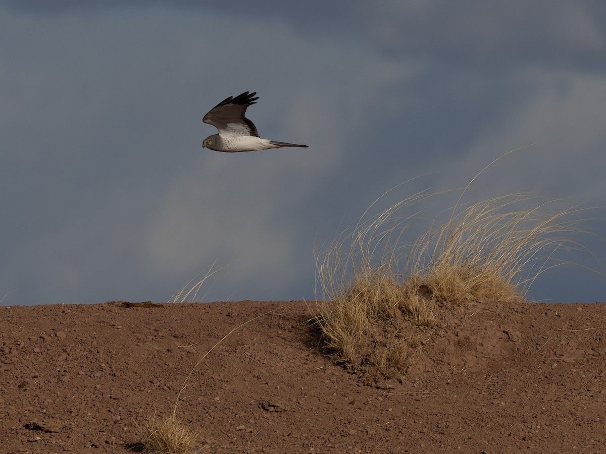 Northern Harrier - ML423391371