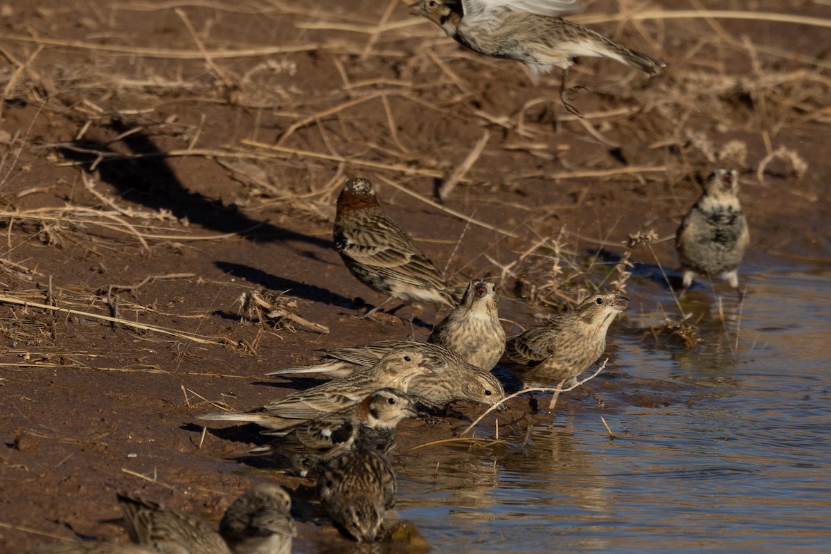 Chestnut-collared Longspur - ML423391441