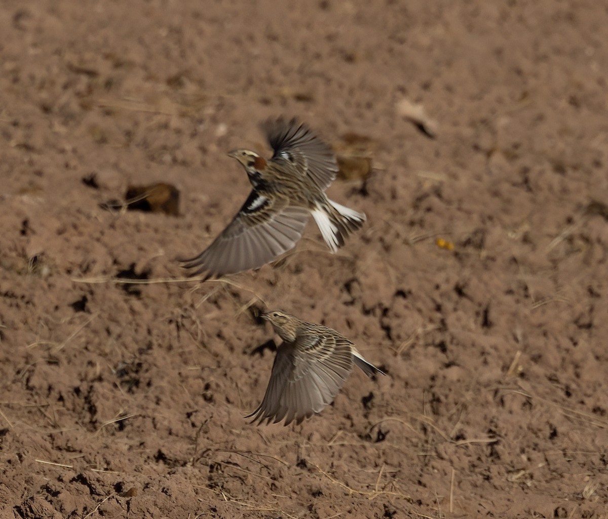 Chestnut-collared Longspur - ML423391481