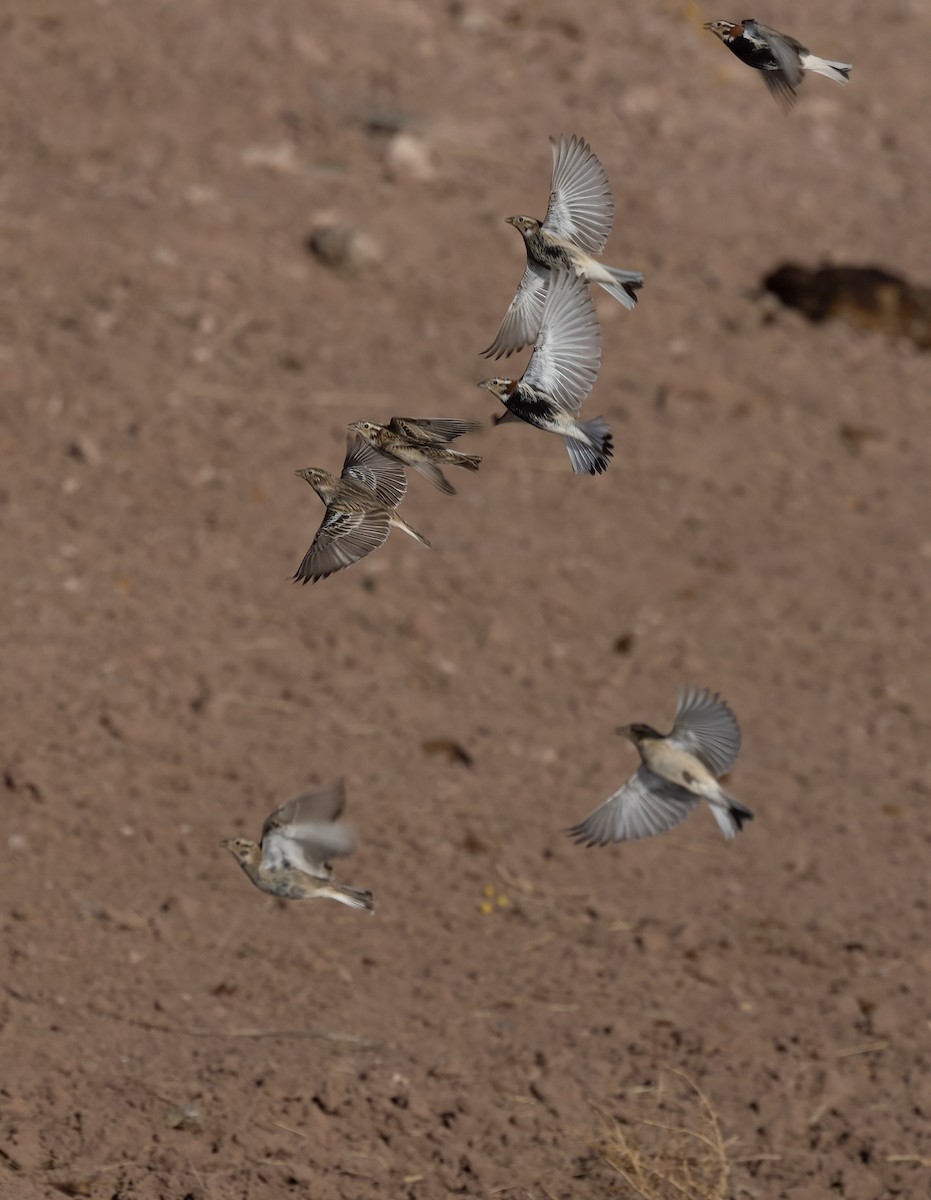 Chestnut-collared Longspur - ML423391541