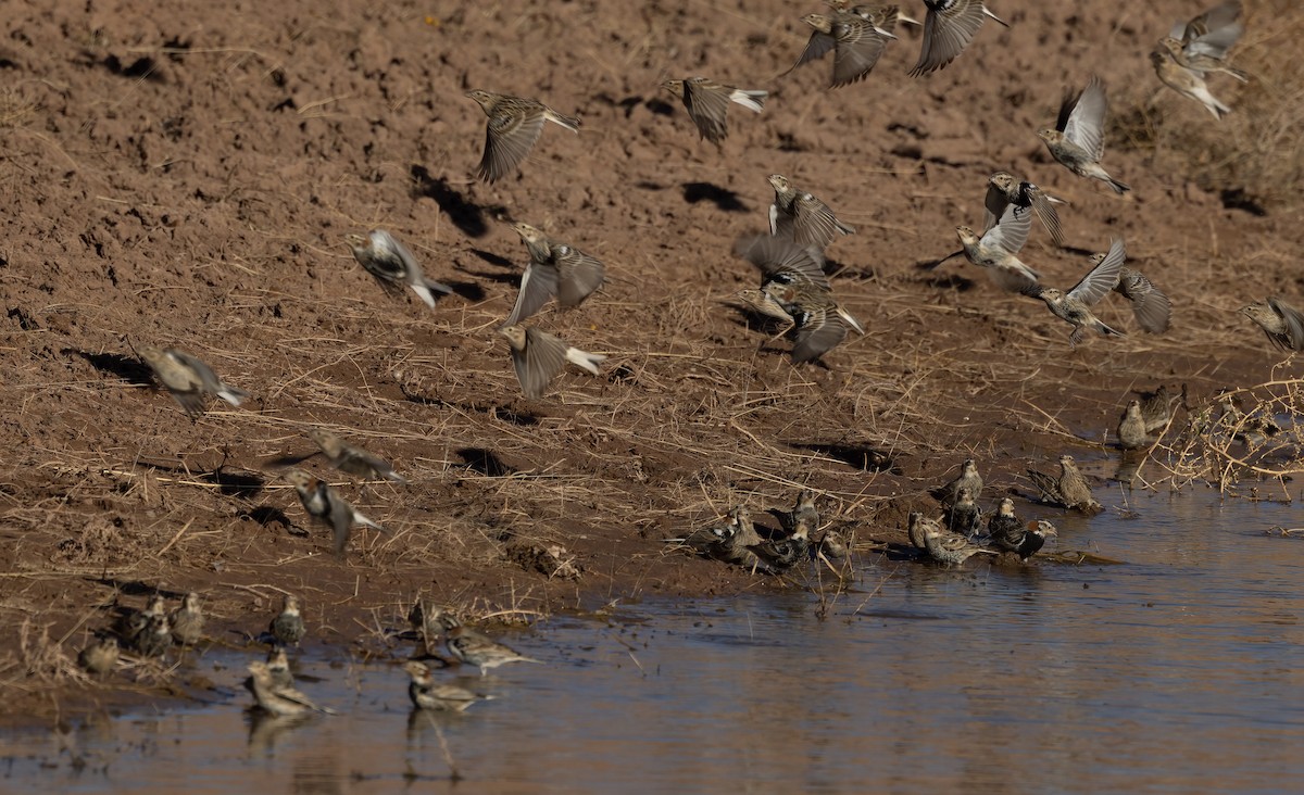 Chestnut-collared Longspur - ML423391561