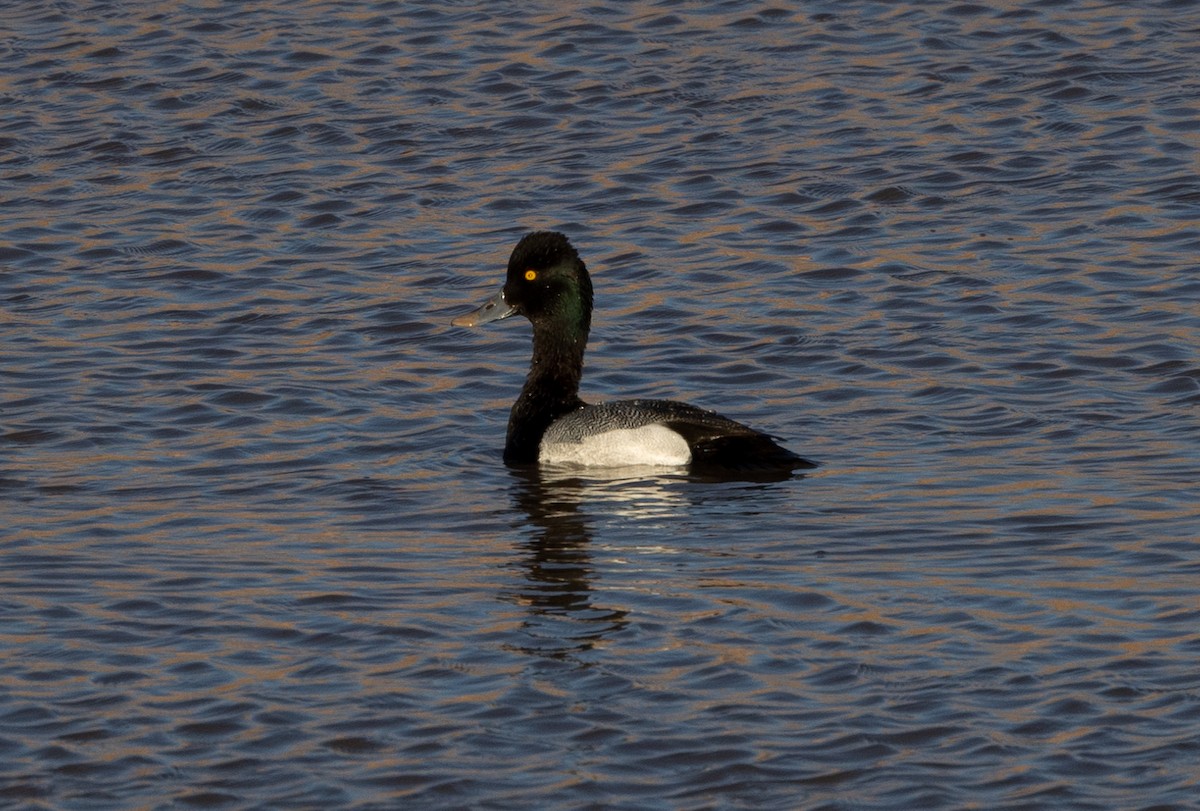 Lesser Scaup - ML423391851