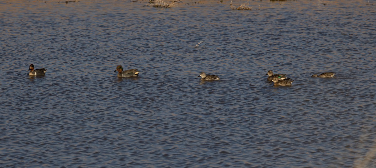 Green-winged Teal - ML423391881