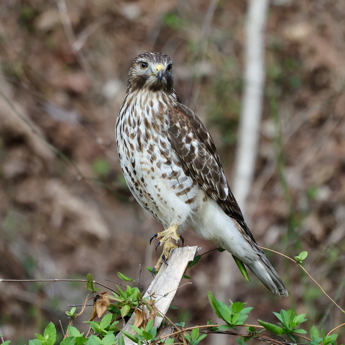 Red-shouldered Hawk - ML423392431