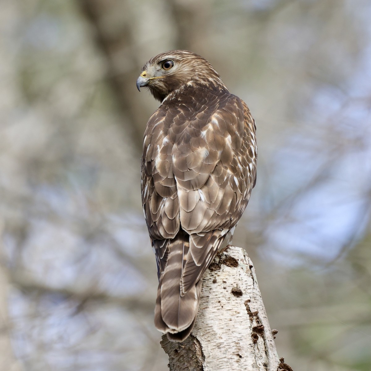 Red-shouldered Hawk - ML423392441