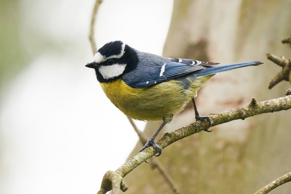 African Blue Tit - Miguel Rouco