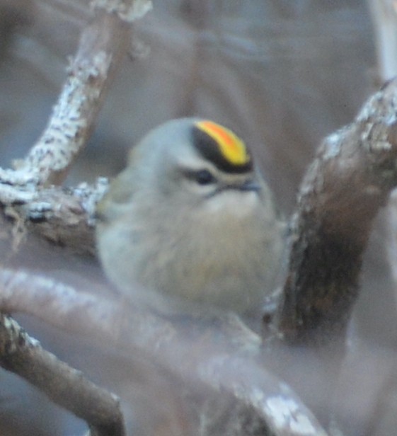 Golden-crowned Kinglet - ML423394581