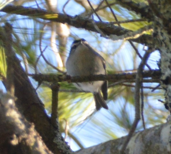 Golden-crowned Kinglet - ML423394601