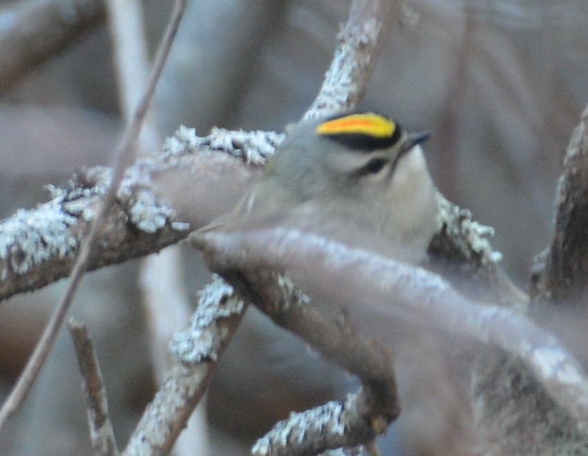 Golden-crowned Kinglet - ML423394611