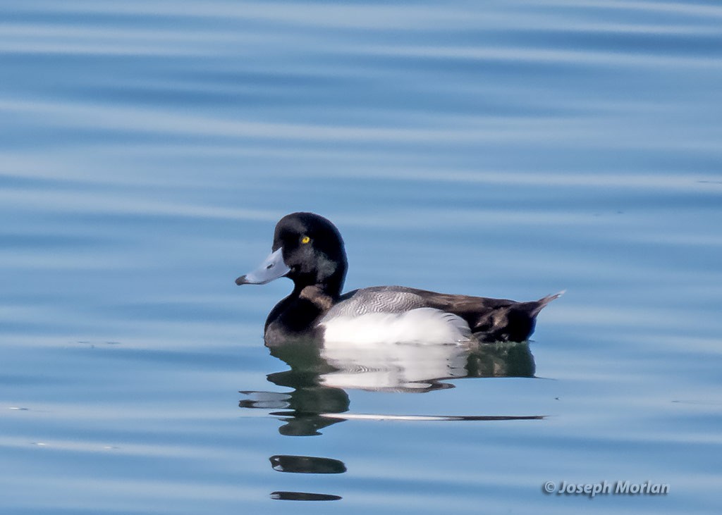 Greater Scaup - Joseph Morlan